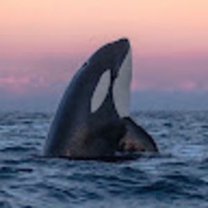 Meet your Posher, Save the